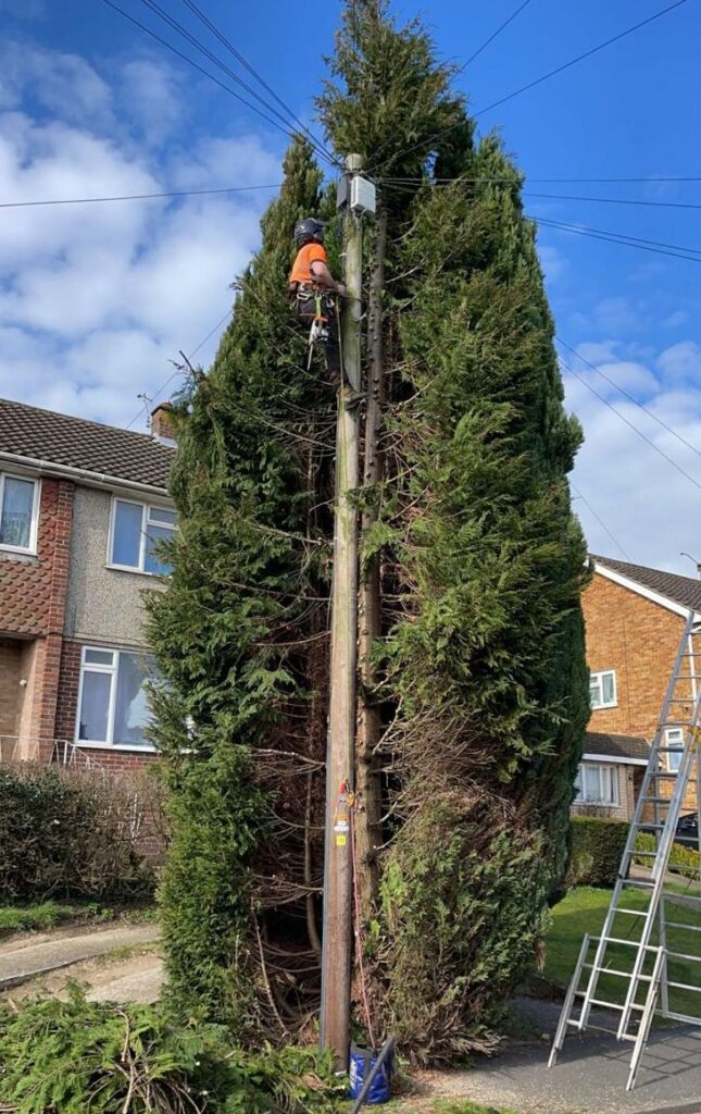 Clearance of tree branches for telephone cables.