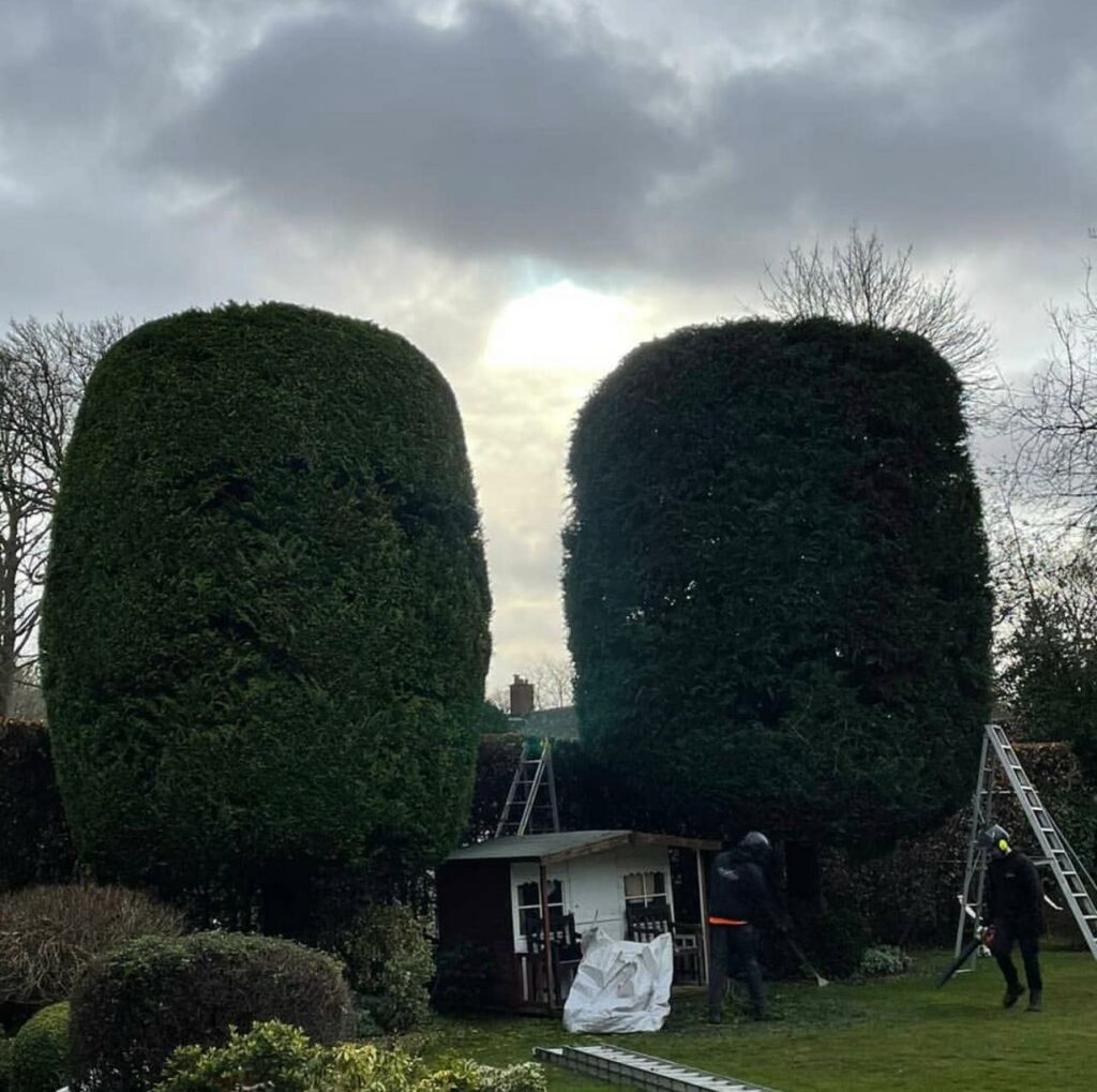 Large leylandii trees trimmed and shaped.