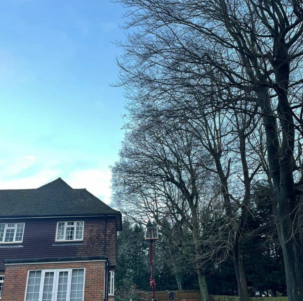 Reducing overhanging trees from a house roof in Gerrards Cross to prevent squirrels entering loft space.