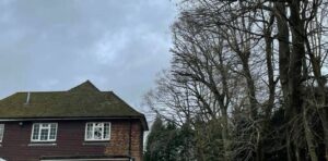 Reducing overhanging branches from house in Gerrards Cross
