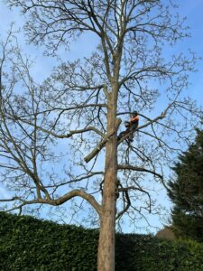 A large branch being cut off a tall tree. The tree surgeon is working on the tree and the branch is falling