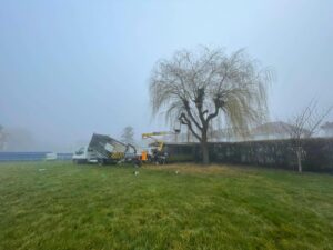 A willow tree in a field being sectional felled, with a Quill Hall MEWP and tipper van next to it