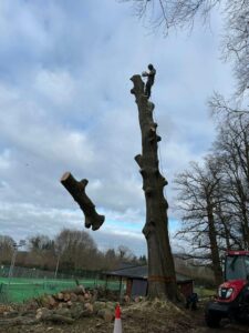 A tree being sectional felled, with all branches removed and a section of the trunk cut off and falling in mid air