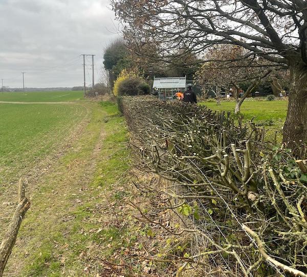 Recently-trimmed hedge separating agricultural field and residential garden