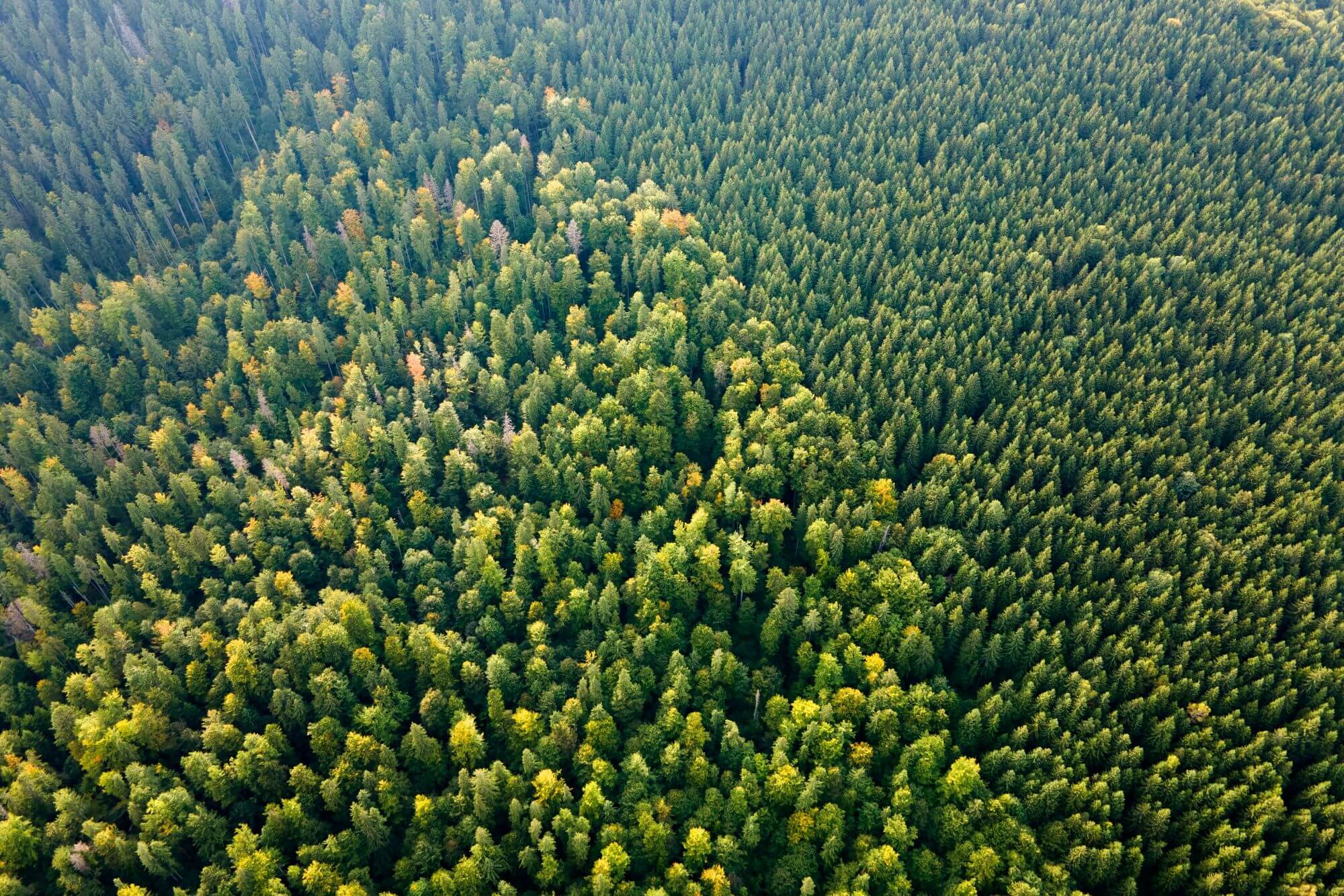 A forest of trees as seen from the air