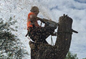 A tree surgeon with a chainsaw sectional felling a U-shaped tree trunk