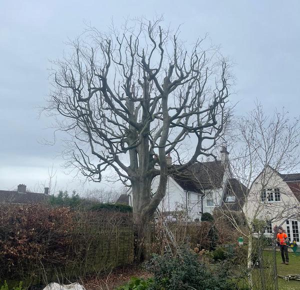 A tree's branches being reduced in a residential garden